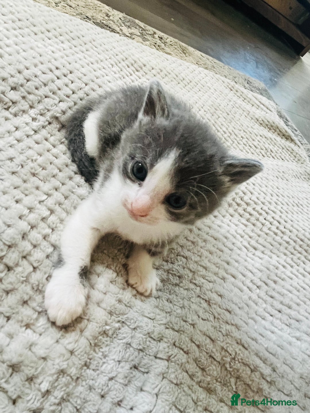 Mixed Breed cats for sale: Gorgeous Grey/White Black/White Kittens - Image 12