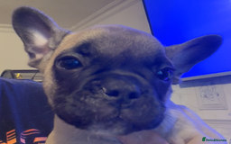 French Bulldog dogs for sale: french bulldogs for sale - Image 5
