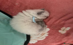 Ragdoll cats for sale: Beautiful Ragdoll Kittens, GCCF & Tica Registered - Image 15