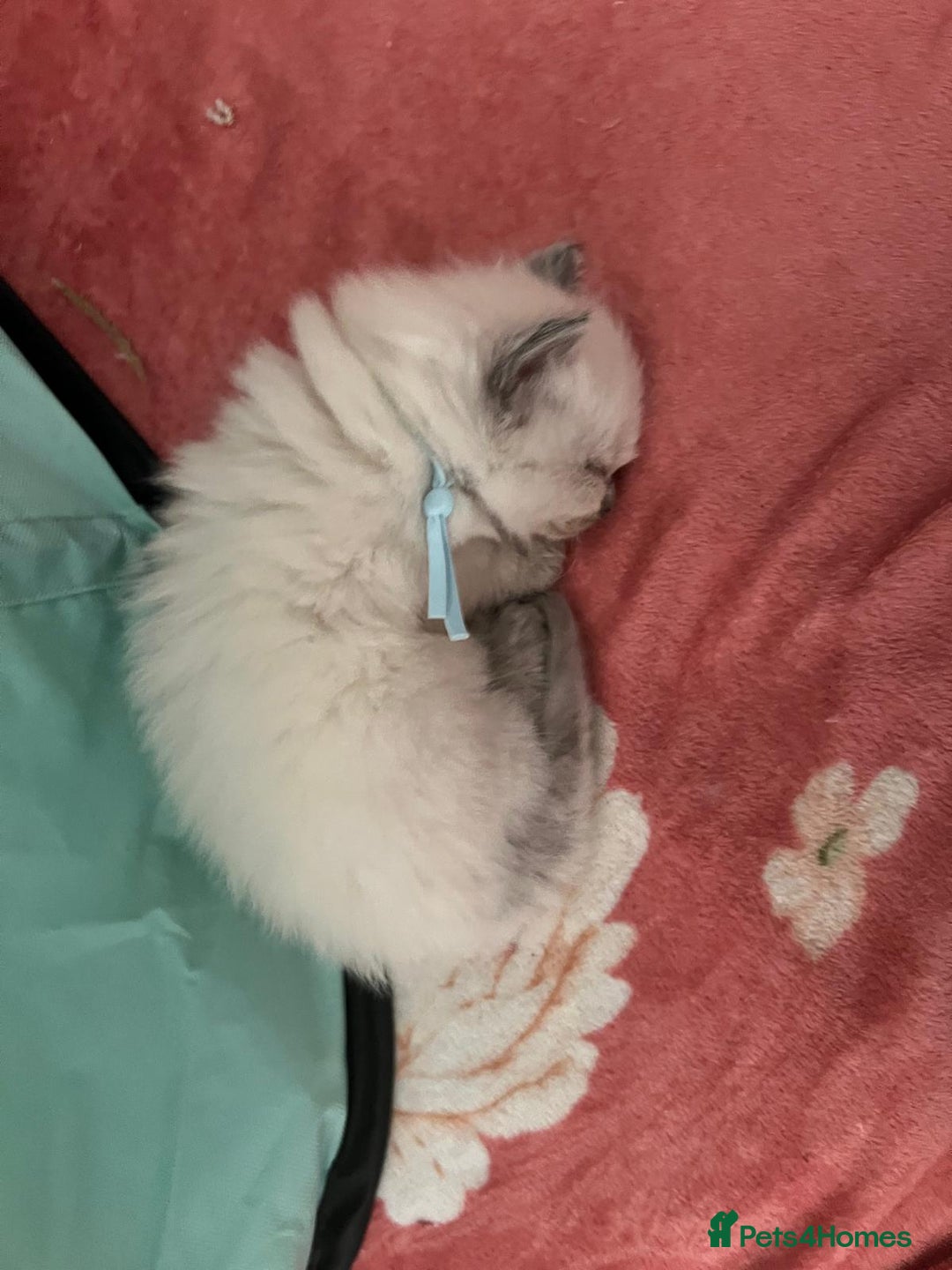 Ragdoll cats for sale: Beautiful Ragdoll Kittens, GCCF & Tica Registered - Image 15