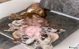 French Bulldog dogs for sale: Frenchie litter - Image 1