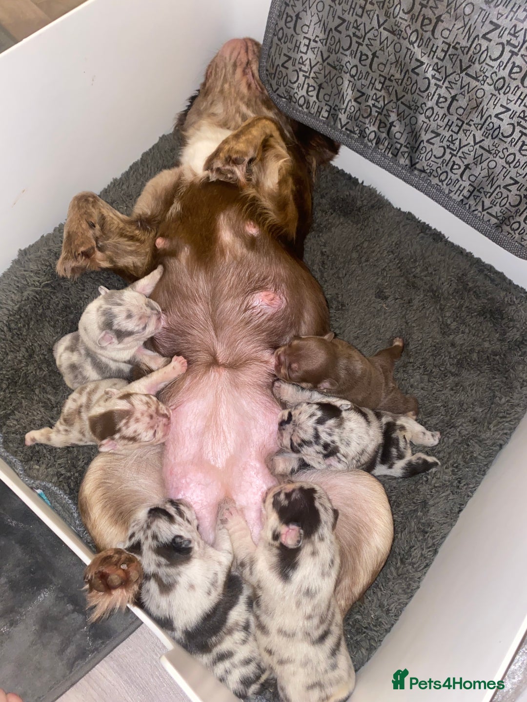 French Bulldog dogs for sale: Frenchie litter - Image 1