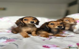Dachshund dogs for sale: Kc . Reg. miniature longhair dachshund puppies  - Image 4