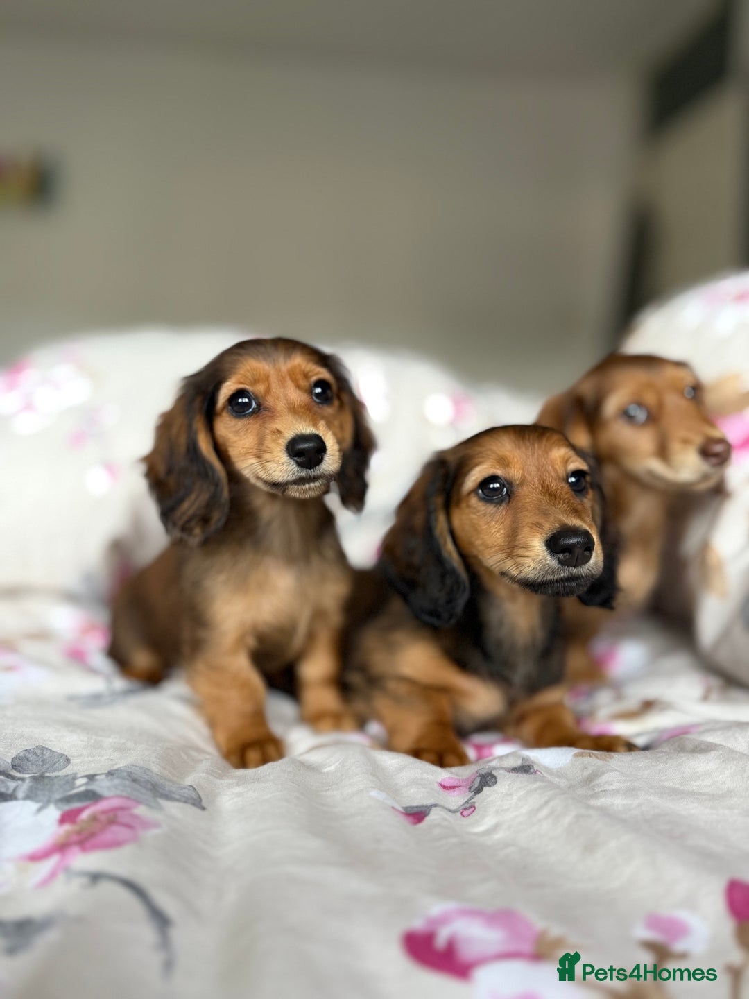 Dachshund dogs for sale: Kc . Reg. miniature longhair dachshund puppies  - Image 4