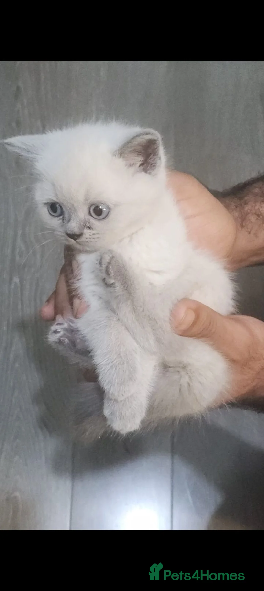 Ragdoll cats for sale: Beautiful Kittens They're Ready to go  in Renfrew - Advert 8