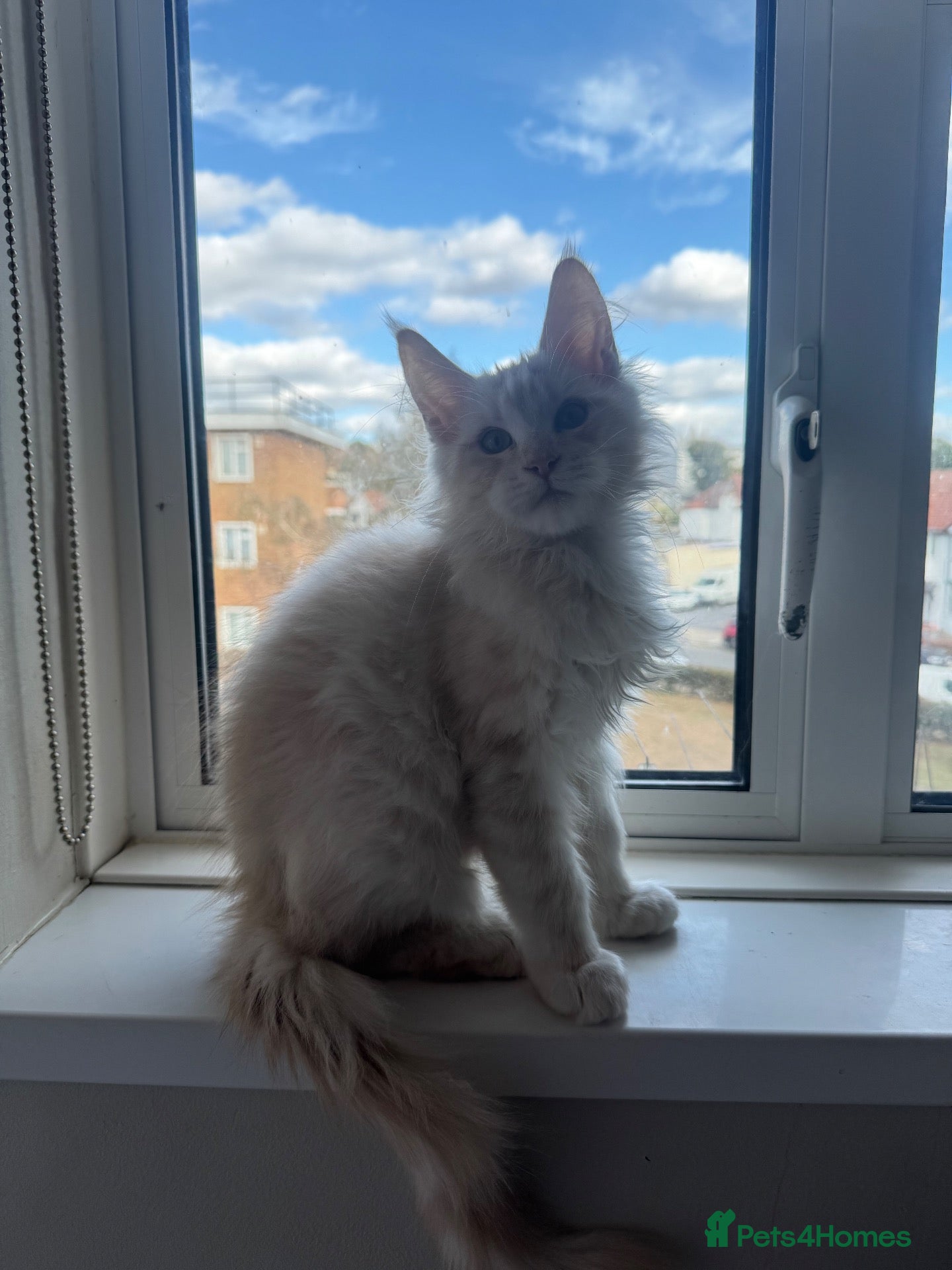 Maine Coon cats Beautiful mainecoon boy - last one remaining  - Advert 18