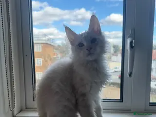 Maine Coon cats Beautiful mainecoon boy - last one remaining - Advert 18