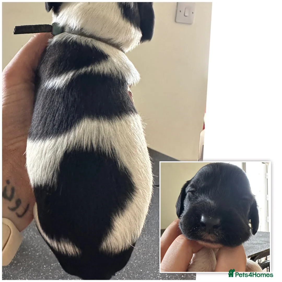 English Springer Spaniel dogs for sale: KC registered heavily marked springers in Hook - Advert 2