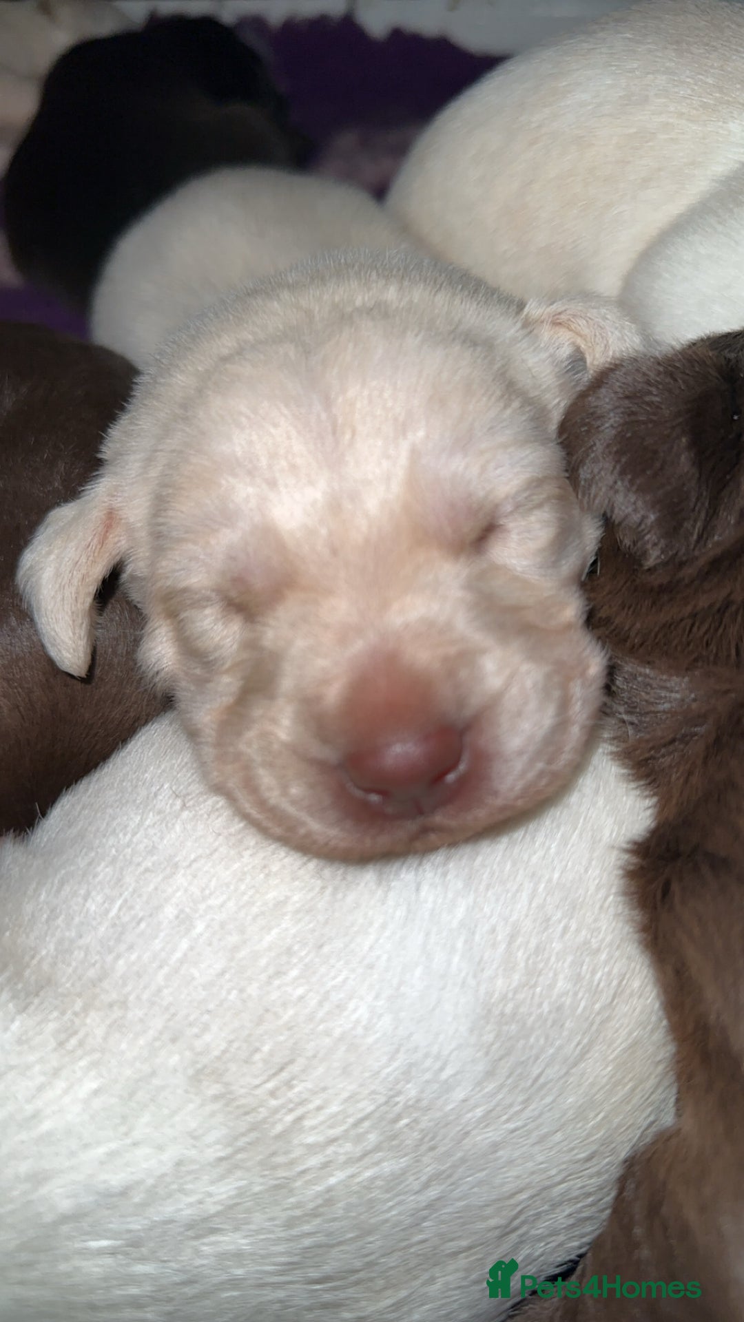 Labrador Retriever dogs for sale: Stunning chunky pups  - Advert 5