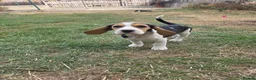 Beagle dogs for sale: Beautiful Beagle Puppies Looking For A Loving Home - Advert 10