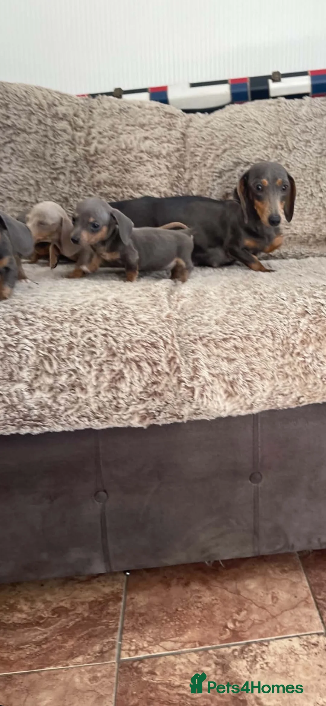 Miniature Dachshund dogs for sale: Miniature smooth hair dachshund   in Stourport-on-Severn - Advert 1