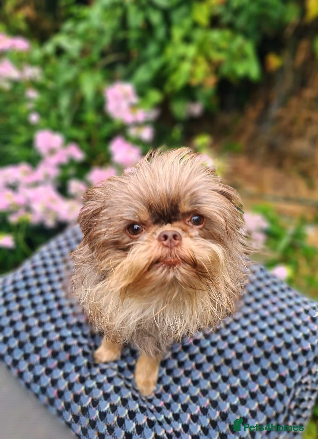 Griffon Bruxellois dogs for sale: We are expecting  in Cardiff - Advert 2