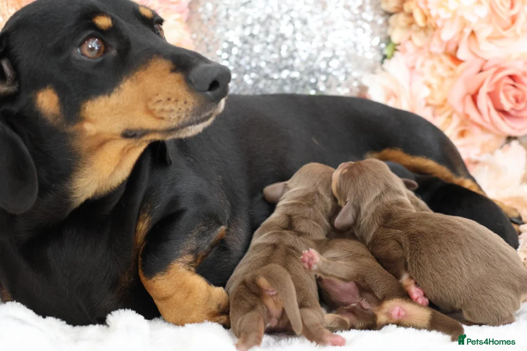 Miniature Dachshund dogs for sale: KC Registered Miniature Dachshund Puppies - Advert 15