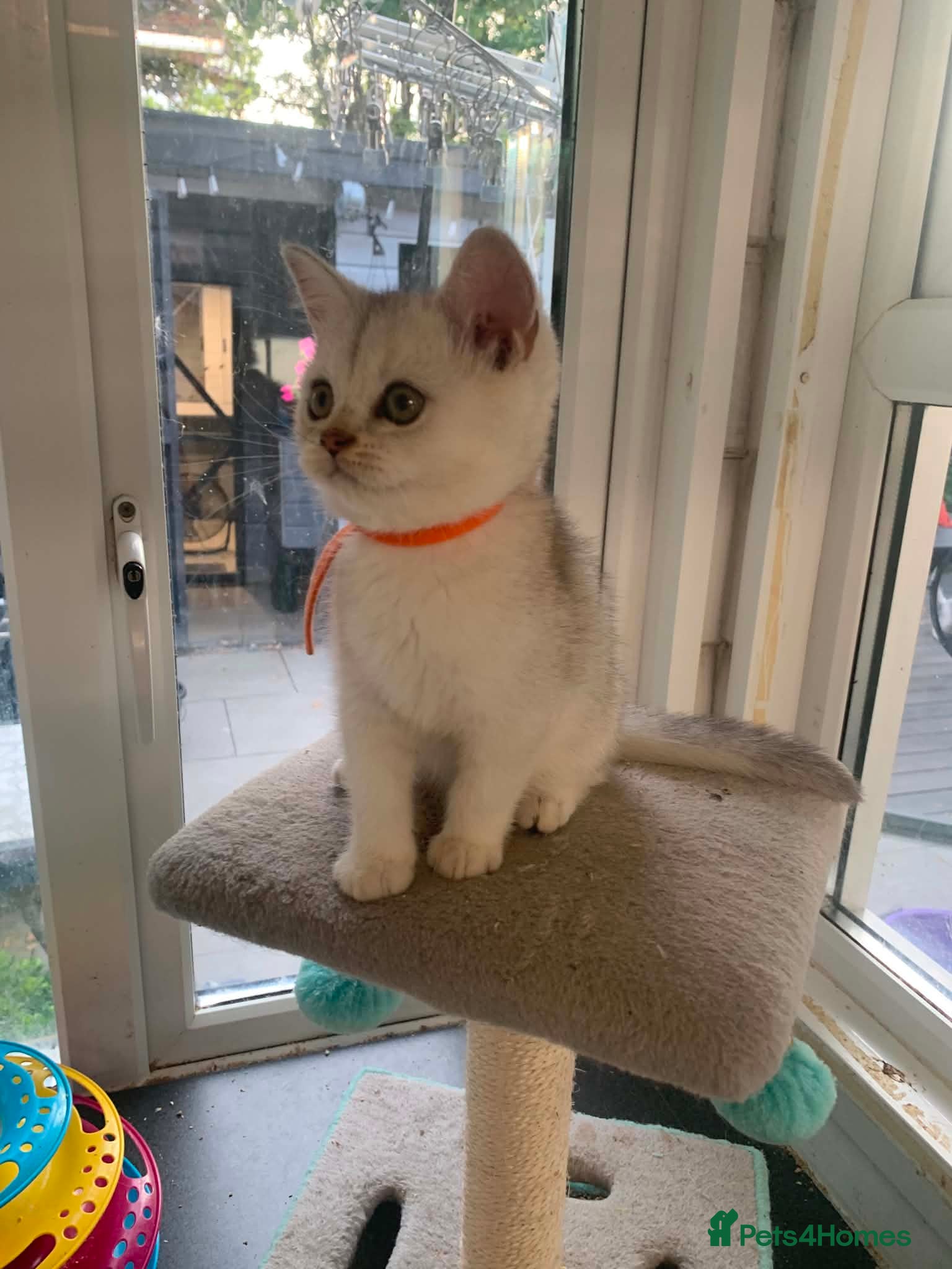 British Shorthair cats BSH Stunning rare Shaded - Advert 1