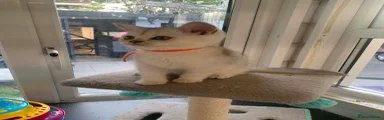 British Shorthair Kitten 4