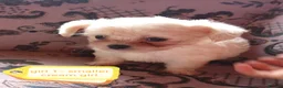 Chipoo dogs for sale: 3 beautiful chipoo puppies - Advert 2