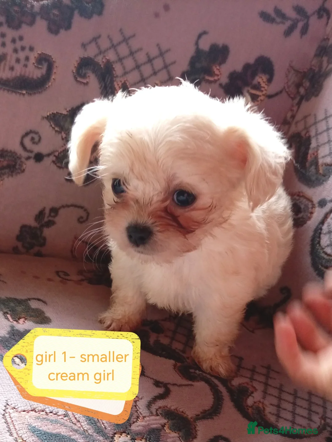 Chipoo dogs for sale: 3 beautiful chipoo puppies - Advert 2