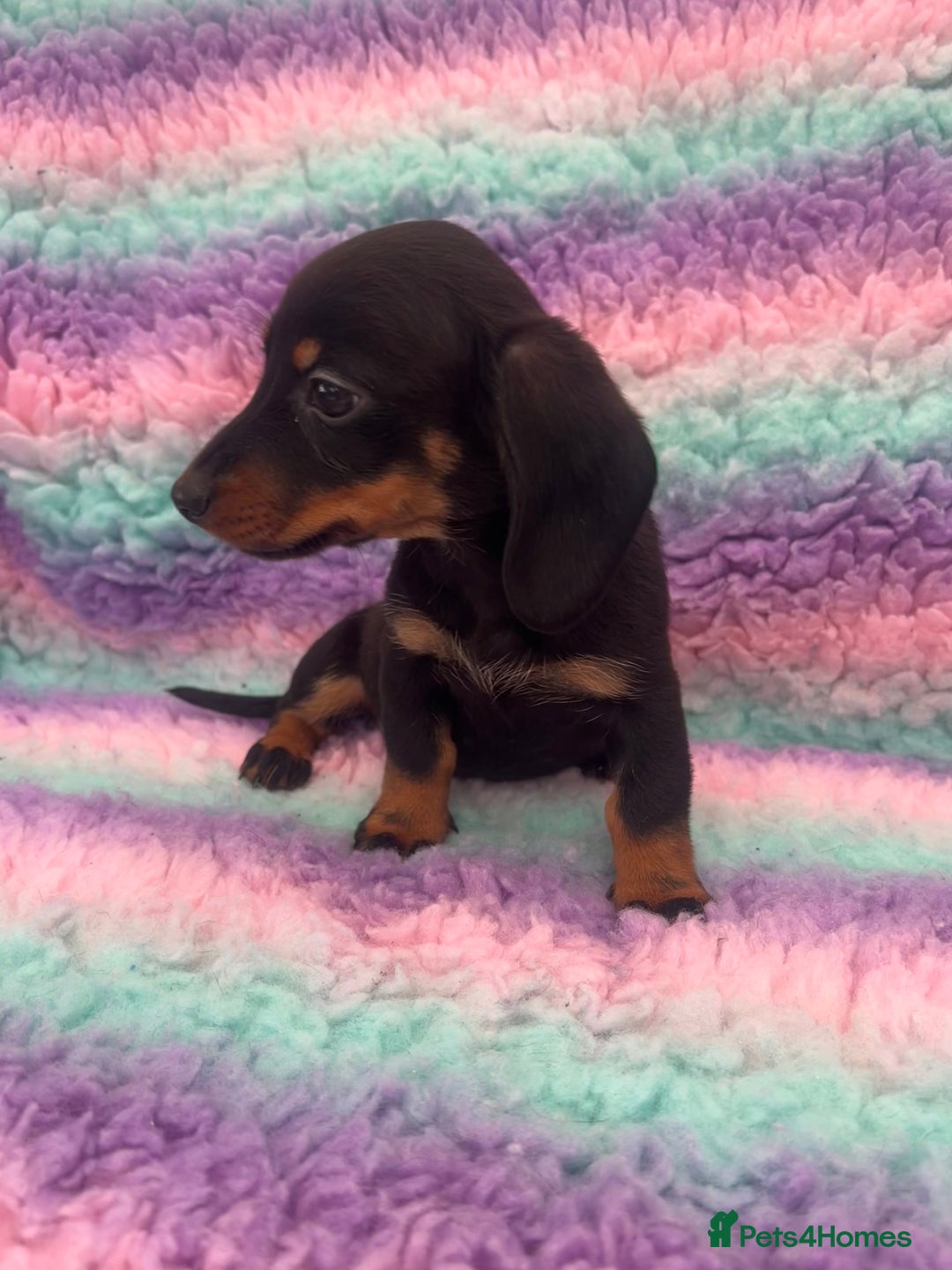 Miniature Dachshund dogs for sale: Miniature Dachshund Boys and Girls From £700 - Image 25