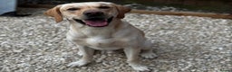 Labrador Retriever dogs for stud: KC Registered Yellow Labrador, Proven Stud  in Coalville - Advert 1