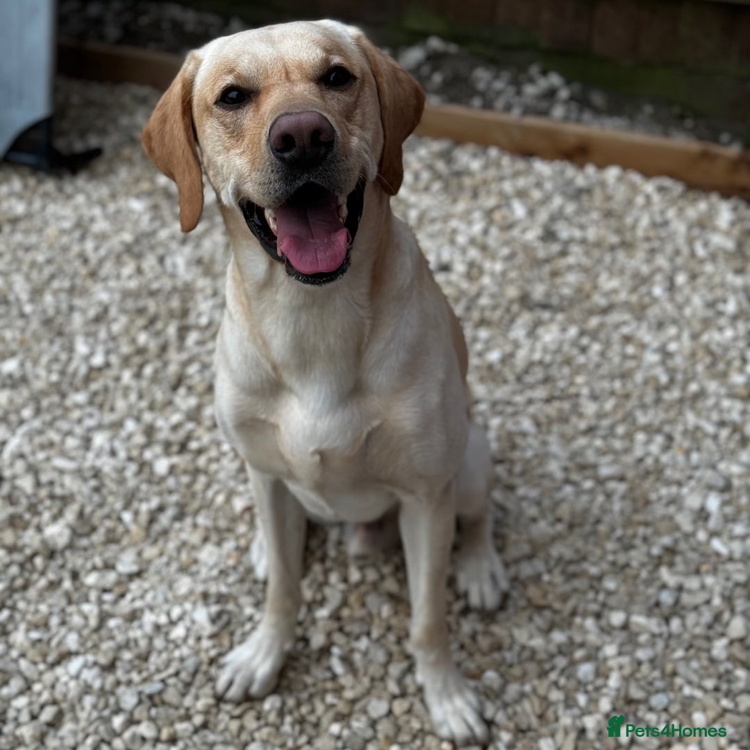 Labrador Retriever dogs for stud: KC Registered Yellow Labrador, Proven Stud  in Coalville - Advert 1