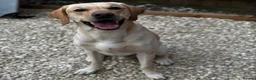 Labrador Retriever dogs for stud: KC Registered Yellow Labrador, Proven Stud  in Coalville - Advert 1