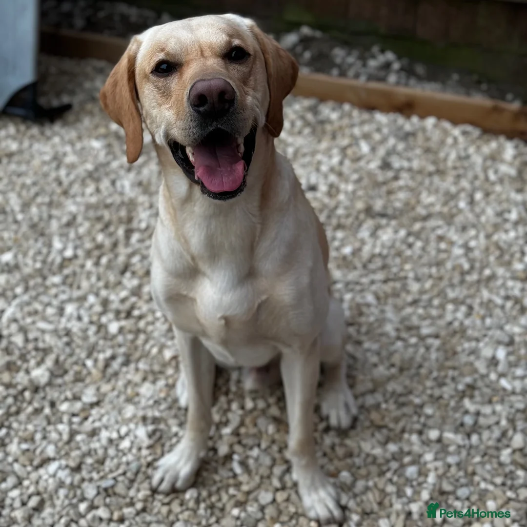 Labrador Retriever dogs for stud: KC Registered Yellow Labrador, Proven Stud  in Coalville - Advert 1