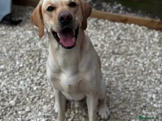 Labrador Retriever dogs KC Registered Yellow Labrador, Proven Stud in Coalville - Advert 10