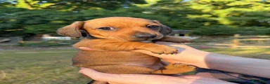 Miniature Dachshund 2