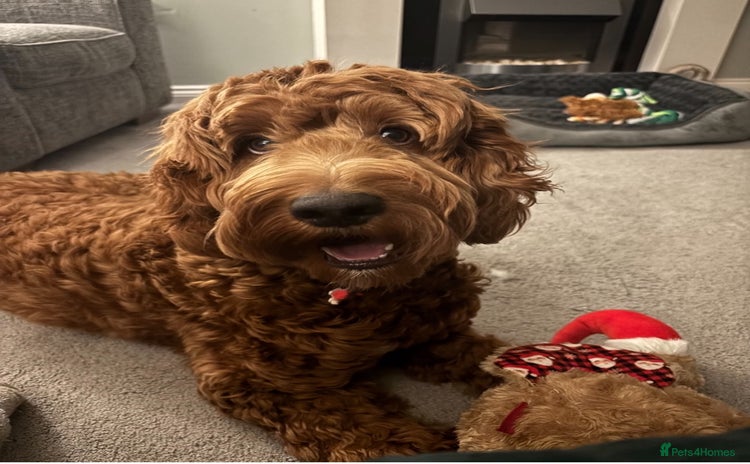 Irish Doodle dogs - Advert 7
