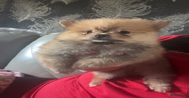 Pomeranian dogs - Advert 9
