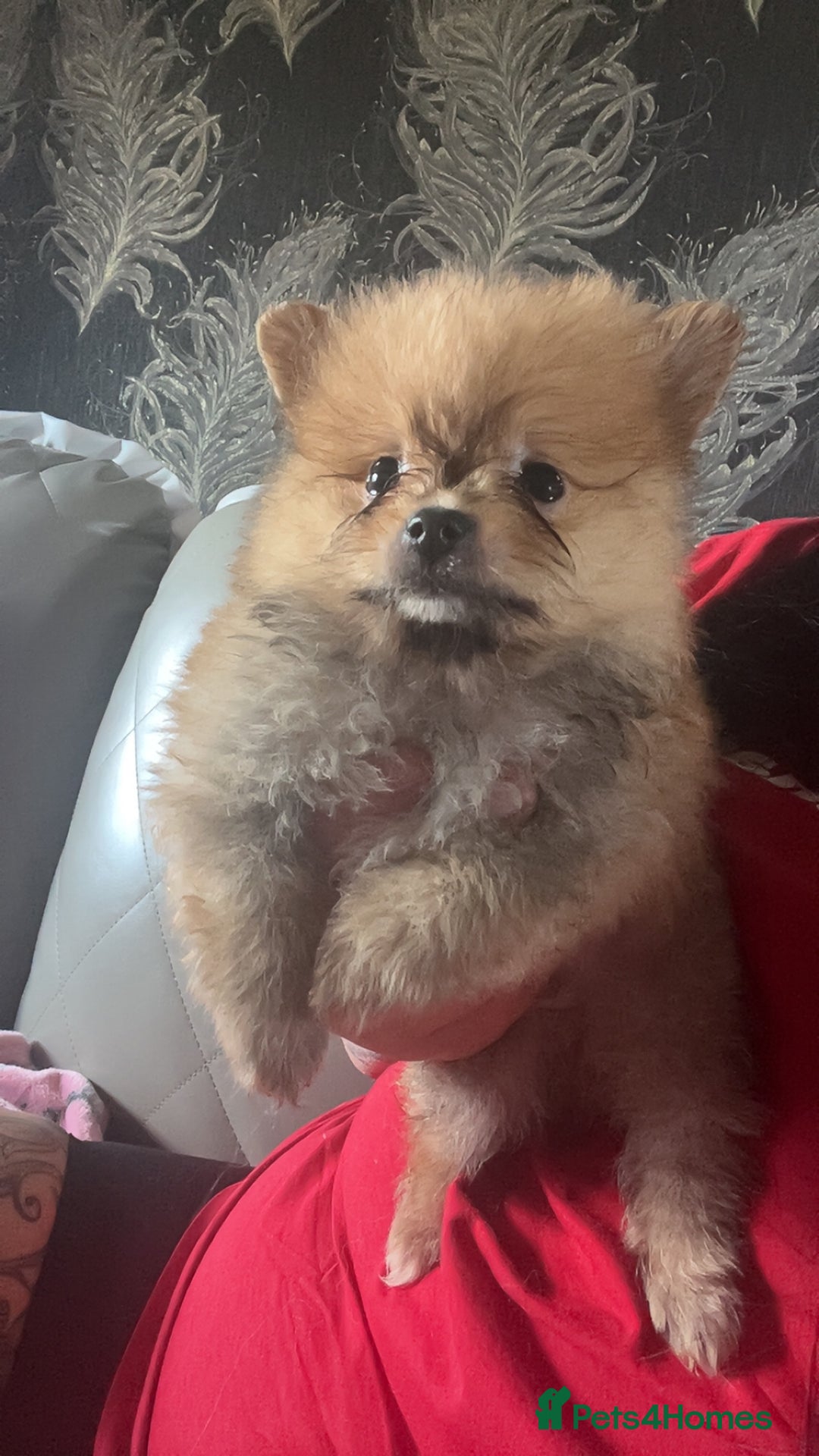 Pomeranian dogs for sale: Pomeranian  - Image 3