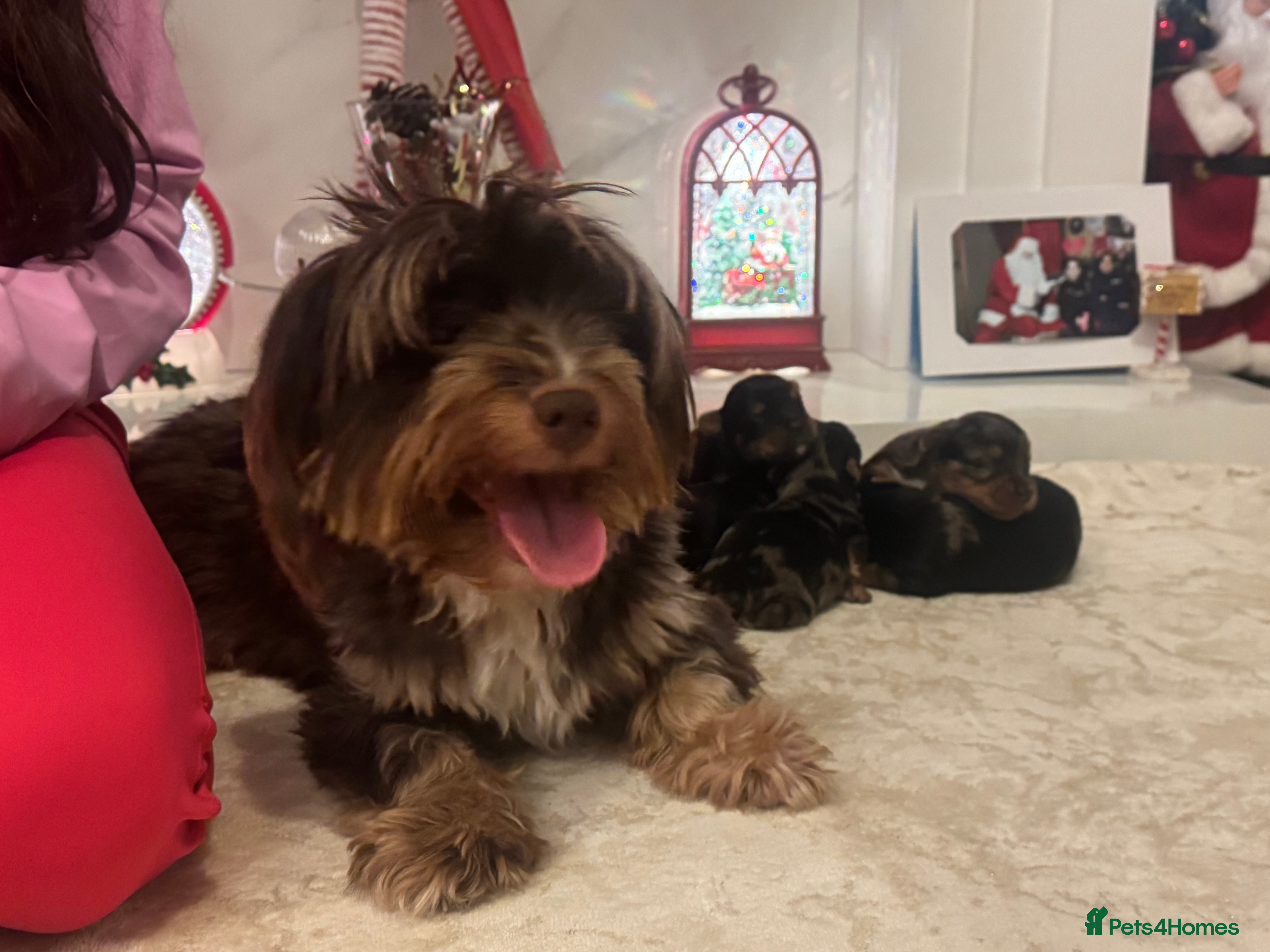 Yorkshire Terrier dogs Yorkshire terrier puppies  - Advert 17