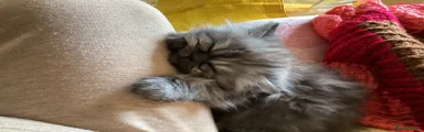 Persian 1