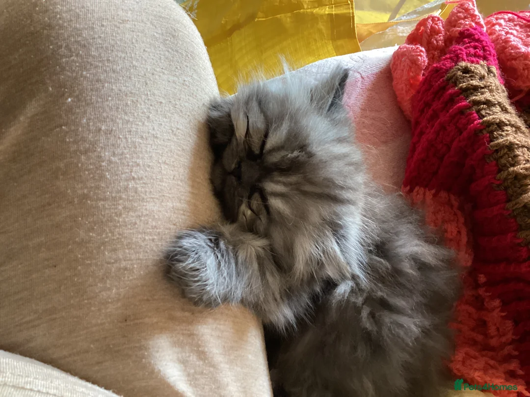 Persian cats for sale: Kitten Persian  in Liverpool - Advert 2