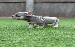 French Bulldog dogs for sale: Beautiful pups- Ready to leave 🏡 - Image 2