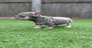 French Bulldog dogs - Advert 8