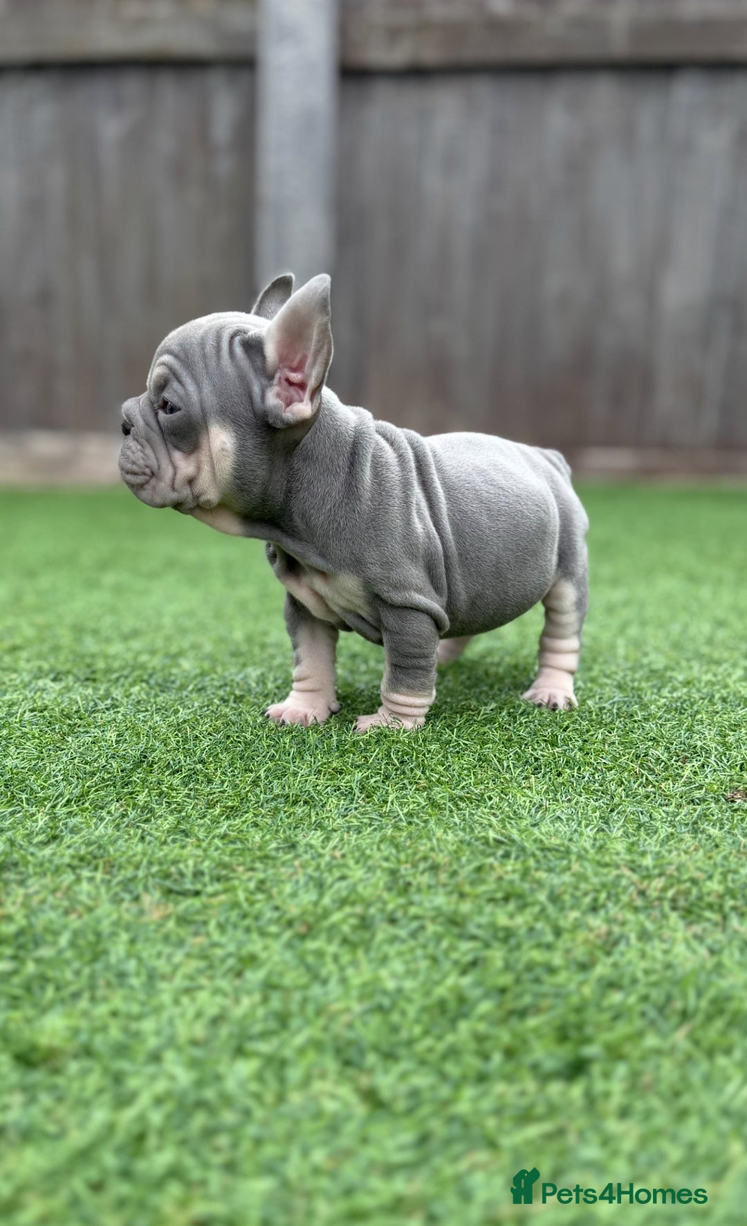 French Bulldog dogs for sale: Beautiful pups- Ready to leave 🏡 - Image 2