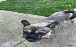 Frug dogs for sale: Tommy the Frug - Image 5