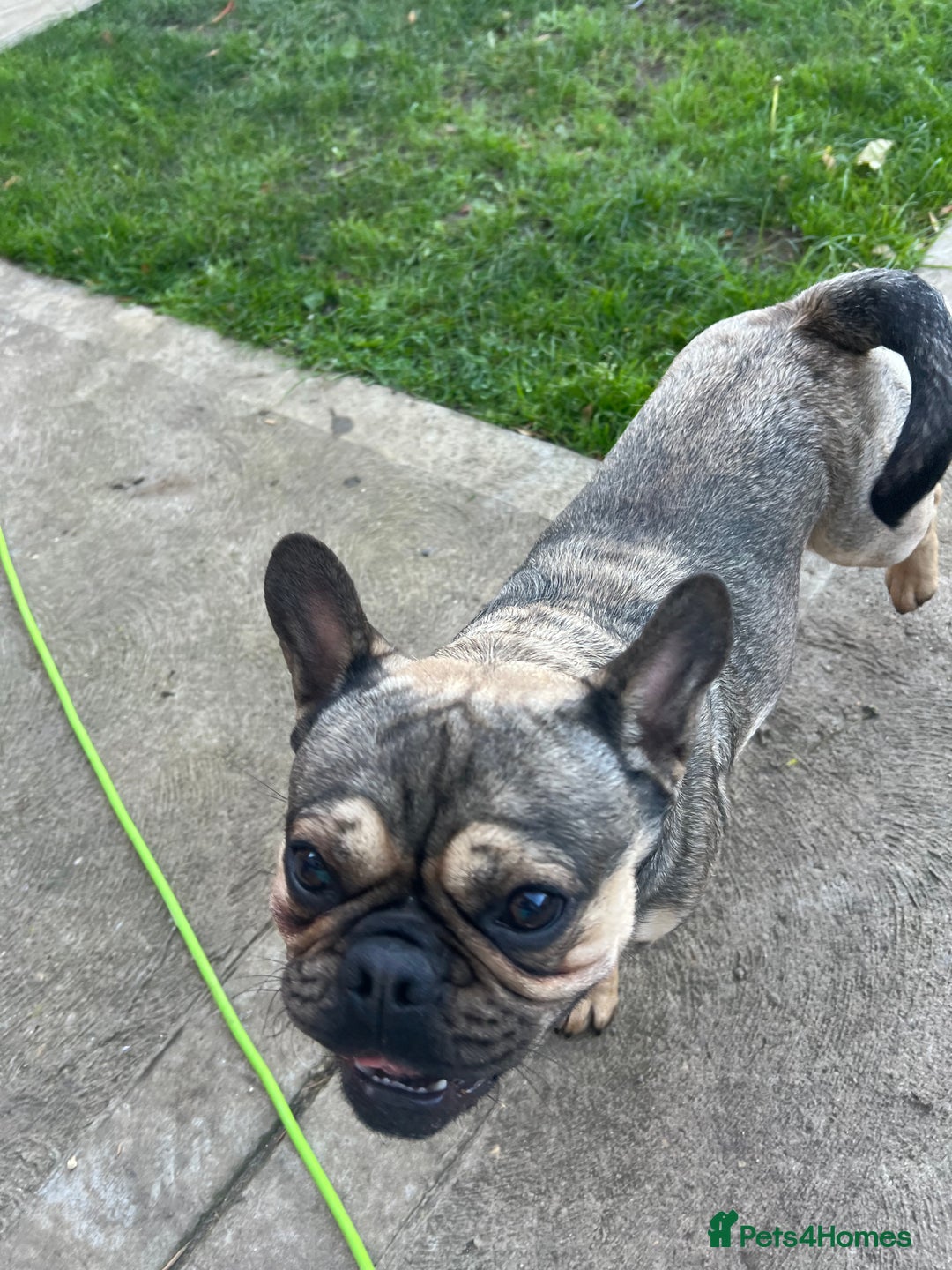 Frug dogs for sale: Tommy the Frug - Image 5