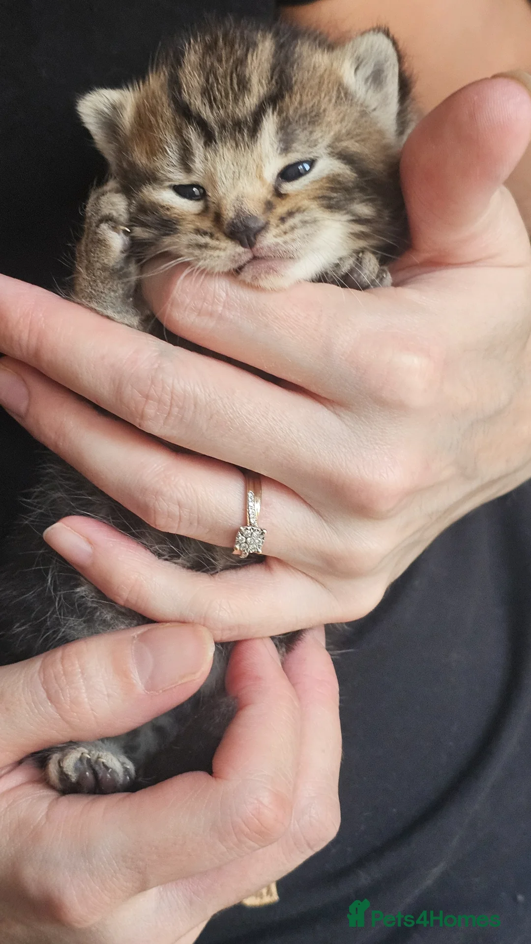 Mixed Breed cats for sale: Beautiful girl - Advert 7