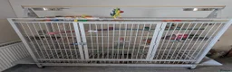 Cockatoo birds for sale: Galah Cockatoo 5-Year-Old Male in Norwich - Advert 6