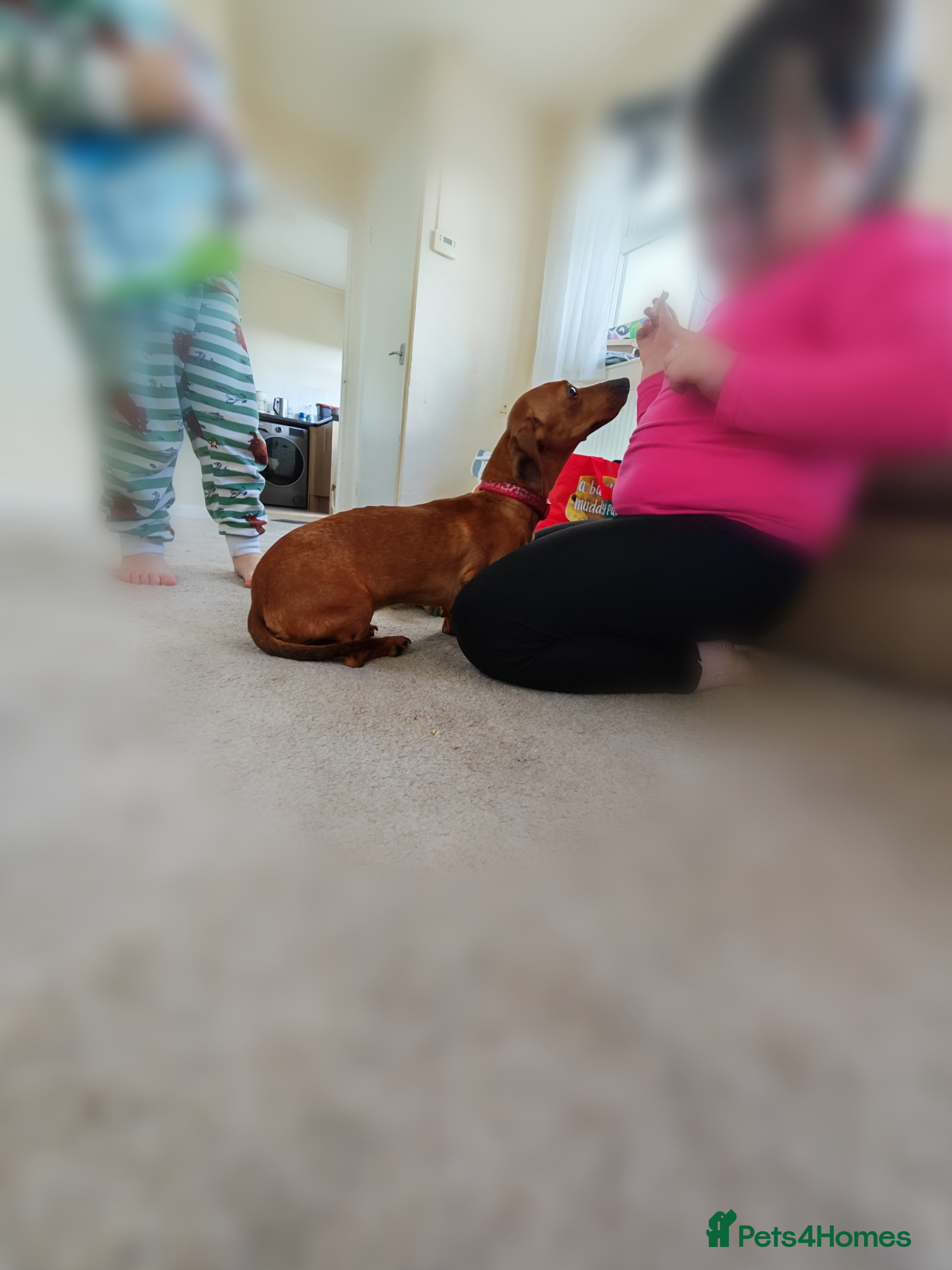 Miniature Dachshund dogs Tilly the miniature Dachshund  - Advert 2