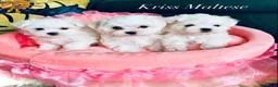 Maltese dogs for sale: ✨Outstanding kc registered Korean Maltese puppies✨ - Advert 3