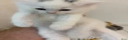 Turkish Angora cats for sale: 4 white fluffy Turkish angora Females - Advert 8