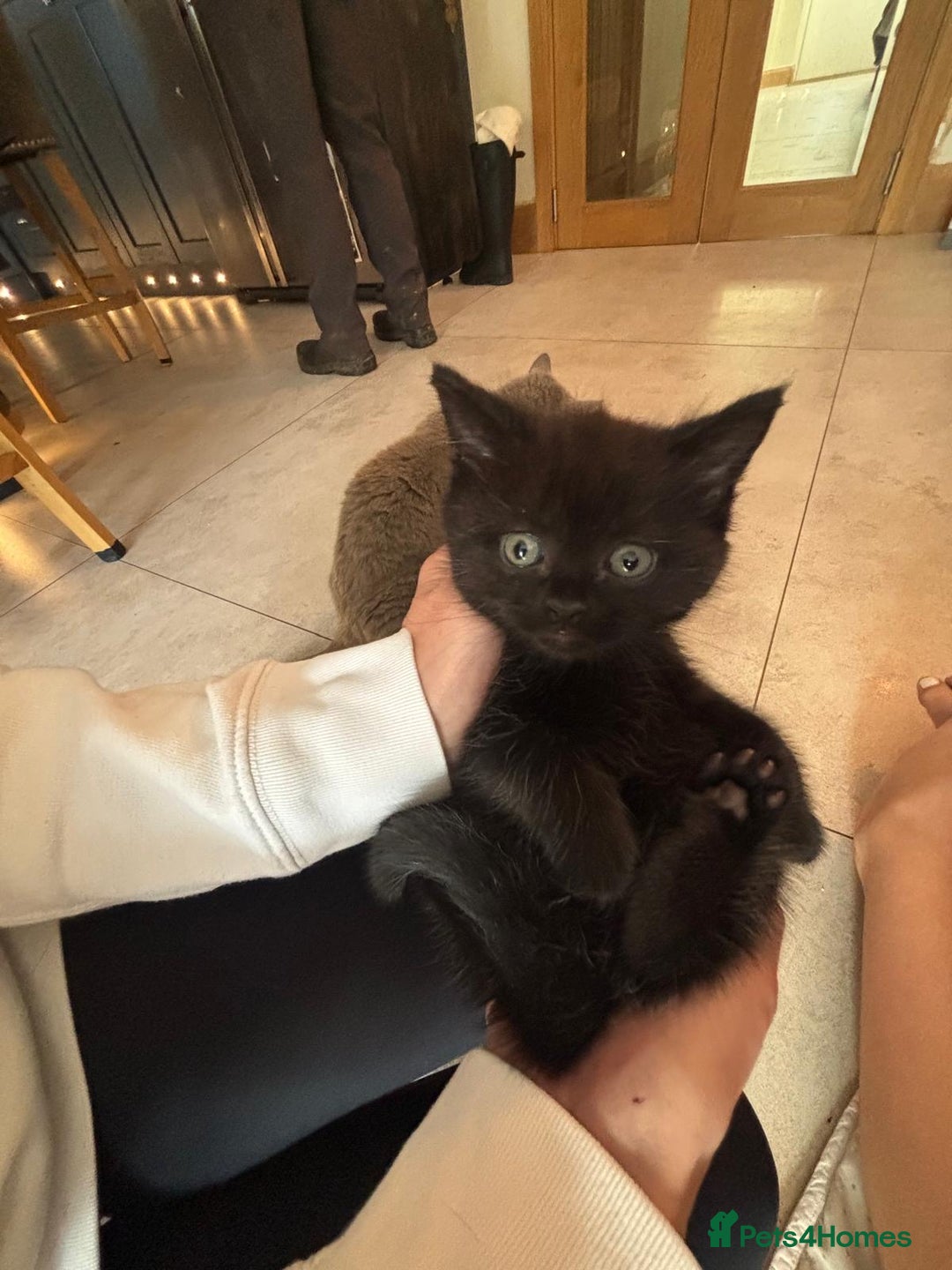 Mixed Breed cats for sale: READY for new home! 🐈‍⬛  - Advert 21