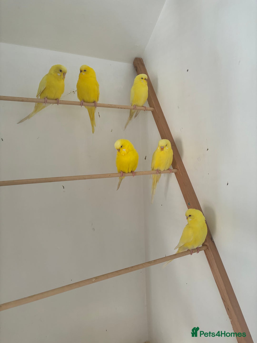 Budgerigars birds for sale: Lutino budgies  - Advert 10