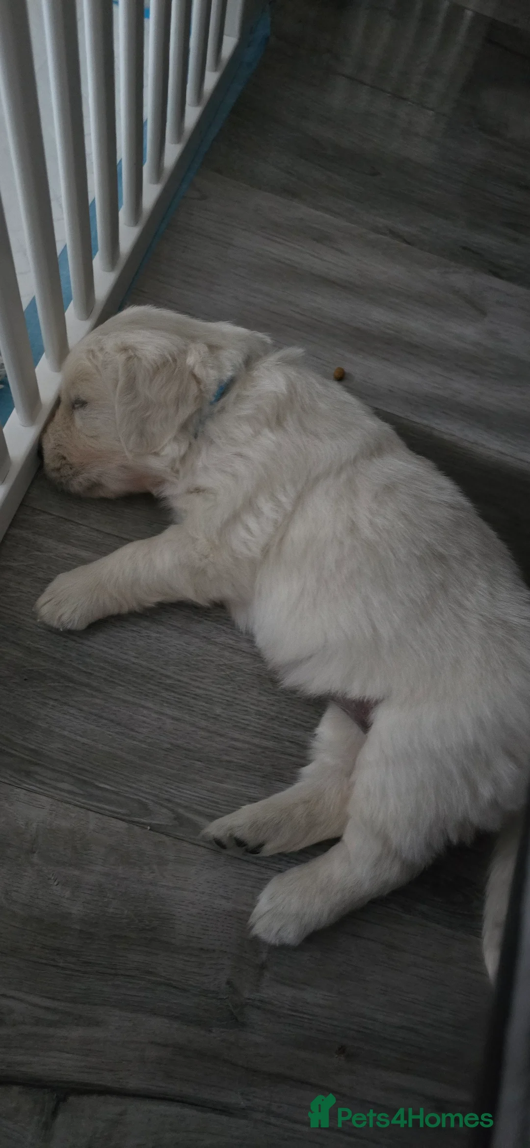 Golden Retriever dogs for sale: Adorable white Golden Retriever - Advert 29