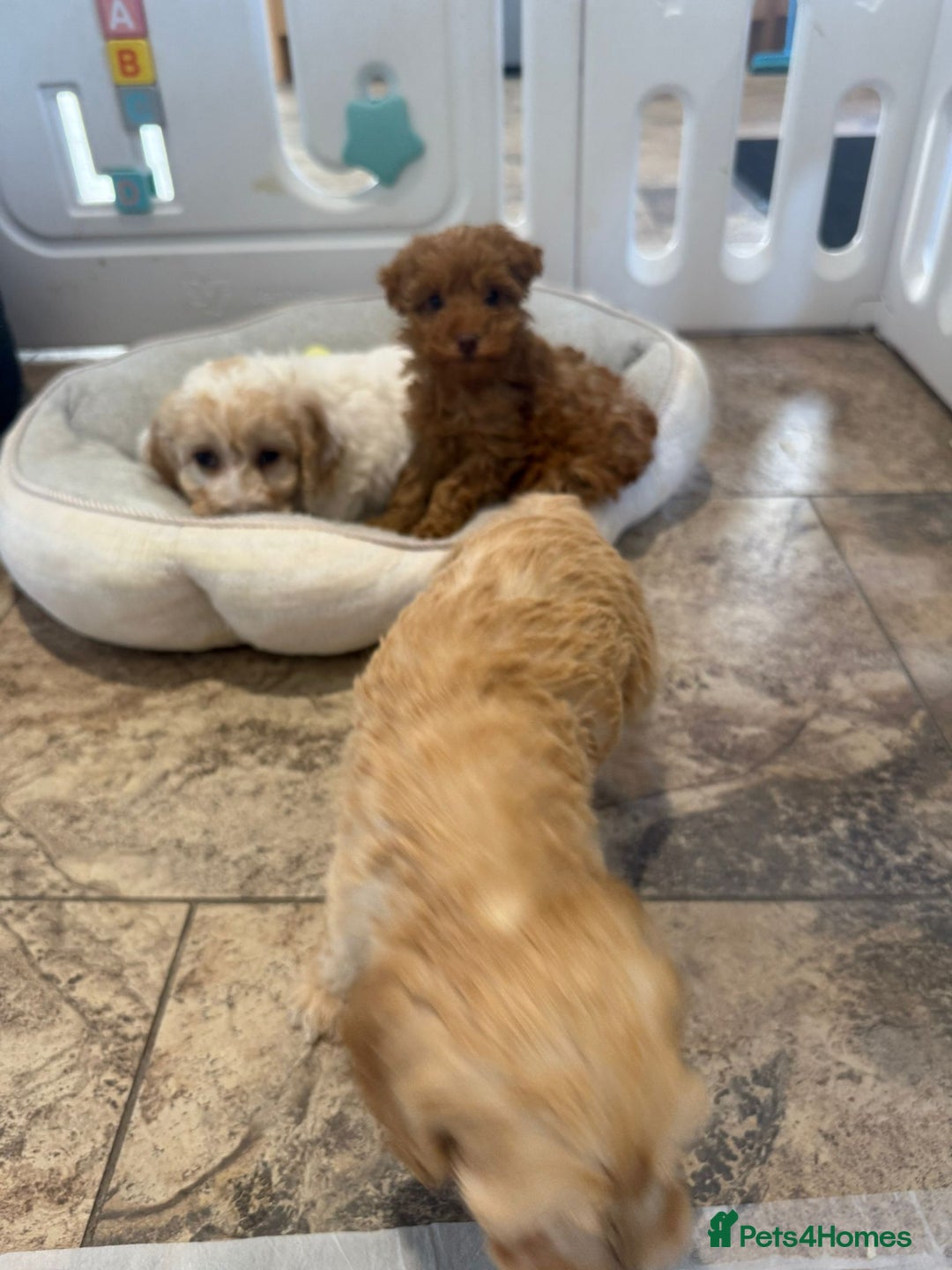 Cockapoo dogs for sale: COCKAPOO Puppies (Small Breed) - Advert 4