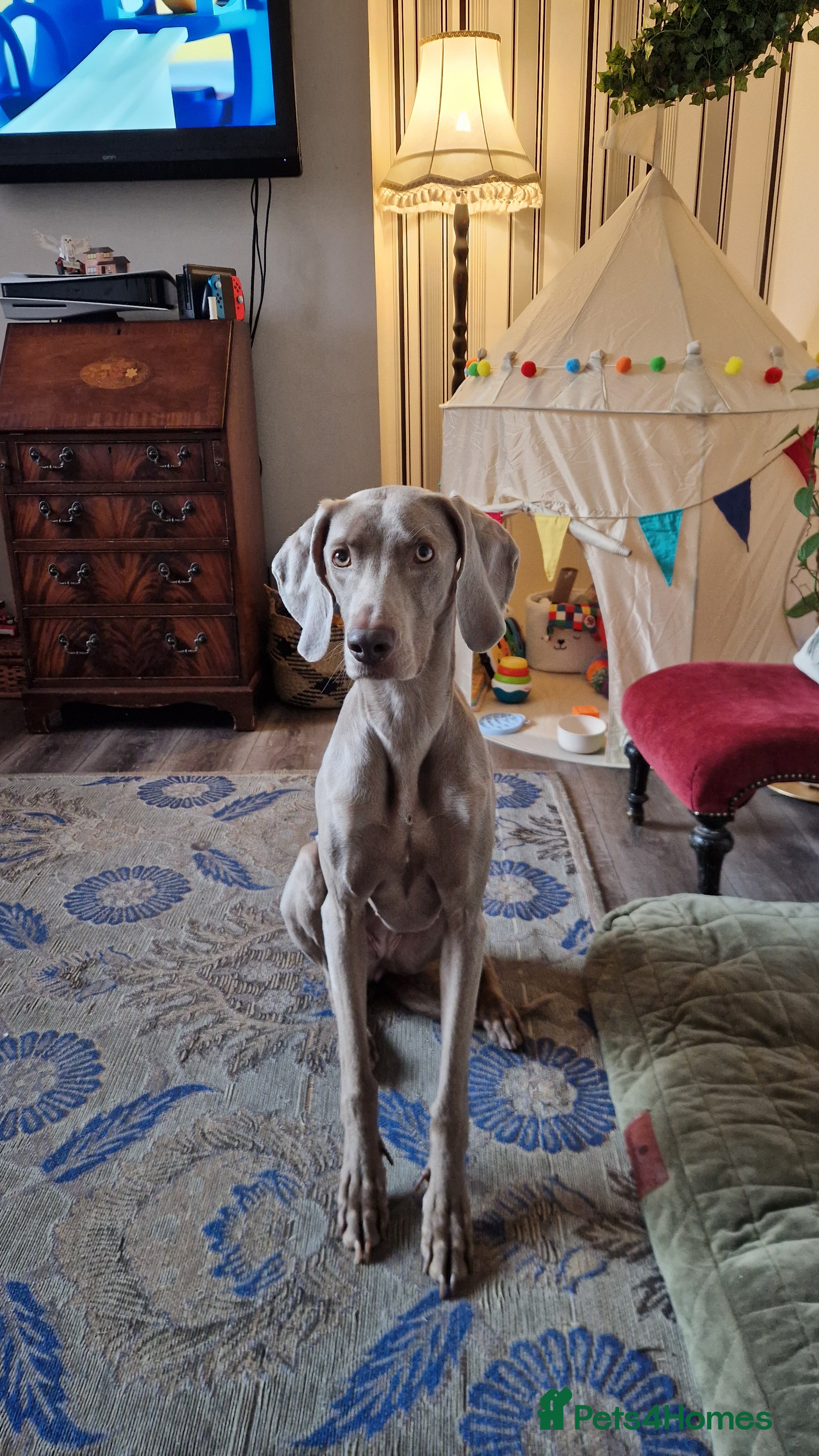 Weimaraner dogs KC Registered Weimaraner puppies - Advert 1