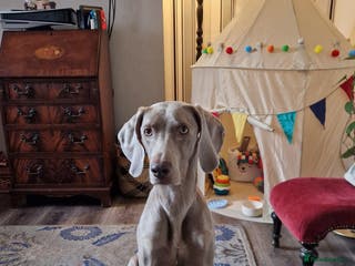 Weimaraner dogs KC Registered Weimaraner puppies - Advert 2